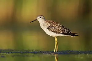 Yellowlegs: Lesser Yellowlegs - in August at Jamaica Bay NWR