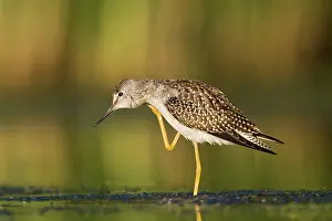 Yellowlegs: Lesser Yellowlegs - in August at Jamaica Bay NWR