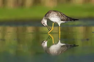 Yellowlegs: Lesser Yellowlegs - in August at Jamaica Bay NWR