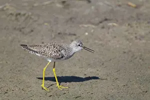 Yellowlegs: Lesser Yellowlegs - calling