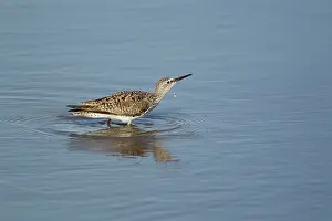 Yellowlegs: Lesser Yellowlegs - drinking