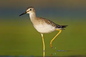 Queens: Lesser Yellowlegs - at Jamaica Bay Refuge in Queens NY