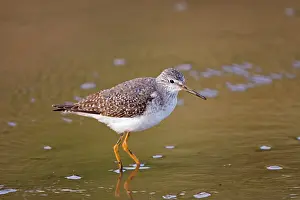 Yellowlegs: Lesser Yellowlegs - Standing in shallow water
