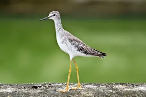 Yellowlegs: Lesser Yellowlegs - on stone surface - water treatment