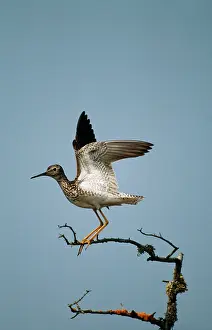 Yellowlegs: Lesser YELLOWLEGS -stretching wings