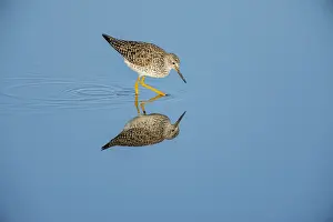 Yellowlegs: Lesser yellowlegs (Tringa flavipes). Breeding plumage