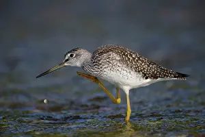 Tringa: Lesser Yellowlegs ( Tringa flavipes ) in water
