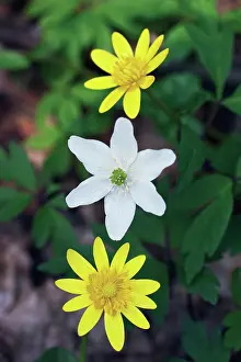 Nemorosa: Lessercelandine
