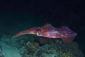 Squid: Lesson's reef squid (Sepiotheutis lessoniana) at