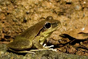 Lesueurii: Lesuer's Frog