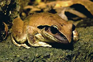 Lesueurii: Lesuer's Frog