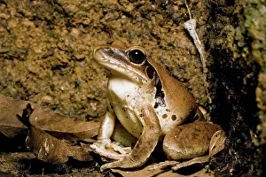 Lesueurii: Lesuer's Frog