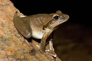 Litoria: Lesuer's Frog