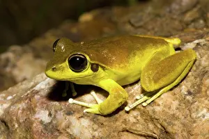 Litoria: Lesueur's Frog or Stony Frog
