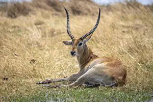 Antelopes: Letschwe or lychee moor antelope (Kobus leche)