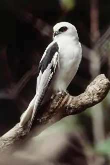 Scriptus: Letter-winged Kite