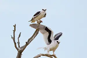 Downs: Letter-winged Kite
