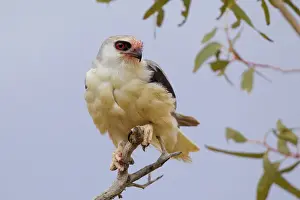 Downs: Letter-winged Kite