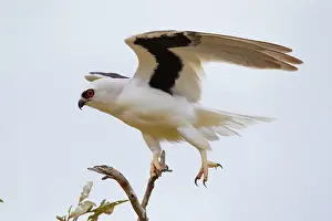 Downs: Letter-winged Kite