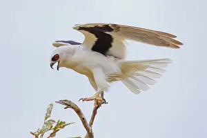 Vocalizing: Letter-winged Kite