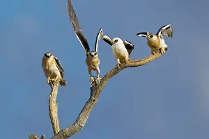 Kites: Letter-winged Kites