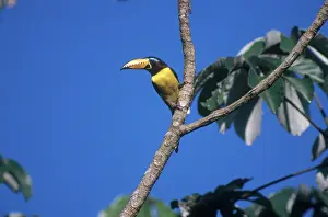 Aracari: Lettered Aracari