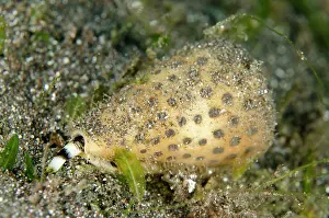 Conus: Lettered Cone Shell siphon exposed Aer Bajo dive
