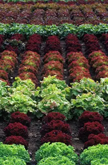 Lactuca: Lettuce