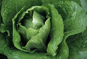 Lactuca: Lettuce