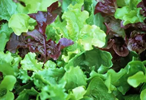 Lactuca: Lettuce