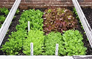 Cress: Lettuce