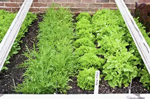 Cress: Lettuce