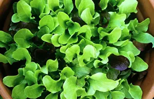 Lactuca: Lettuce