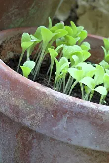 Lactuca: Lettuce