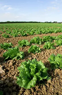 Lactuca: Lettuce