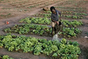 Lactuca: Lettuce