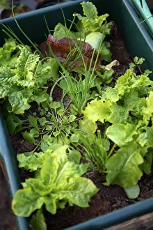 Lactuca: Lettuce
