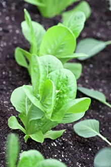 Lactuca: Lettuce