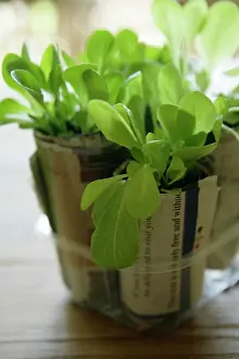 Wrapped: Lettuce