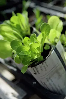 Wrapped: Lettuce