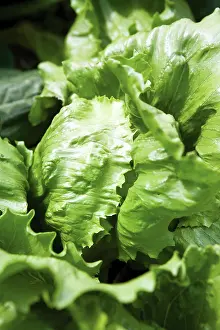 Lactuca: Lettuce