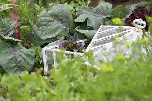 Mini: Lettuce
