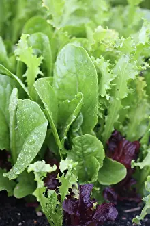 Lactuca: Lettuce