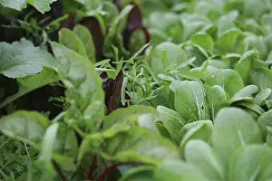 Beetroot: Lettuce