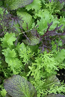 Sufficient: Lettuce
