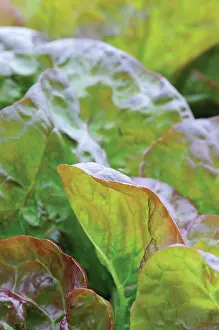 Toned: Lettuce