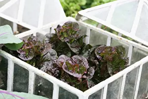 Mini: Lettuce
