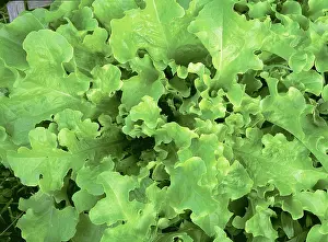 Salad: Lettuce