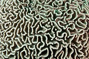 Brain: Lettuce Coral Manta Channel dive site, Karang Makassar