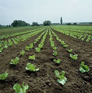 Salad: Lettuce crop